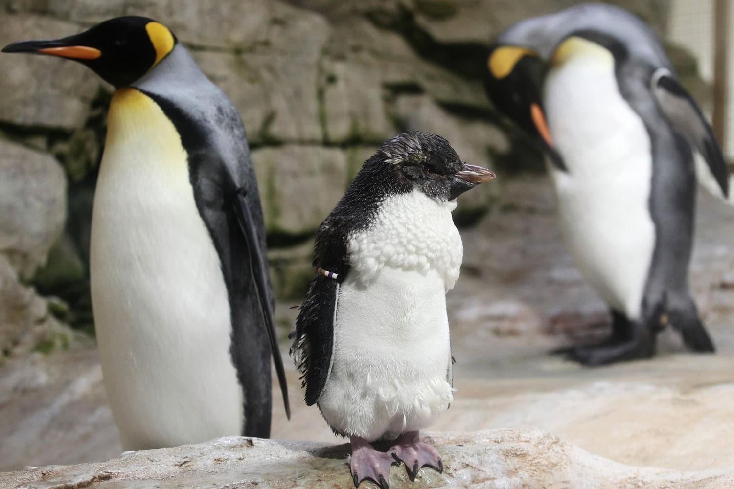 Así desarrolla un pingüino rey su plumaje adulto
