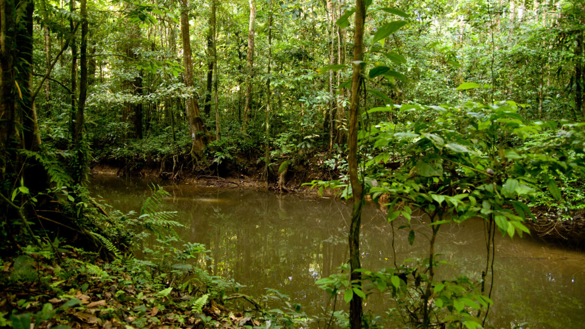 La selva amazónica puede tener menos años de lo estimado