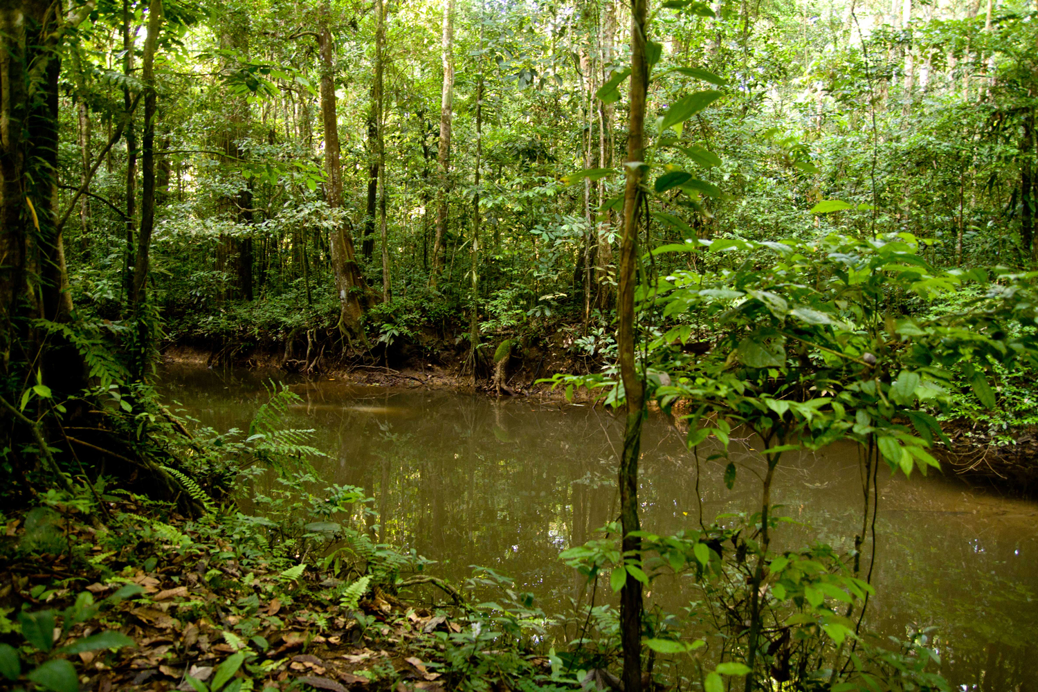 La selva amazónica puede tener menos años de lo estimado