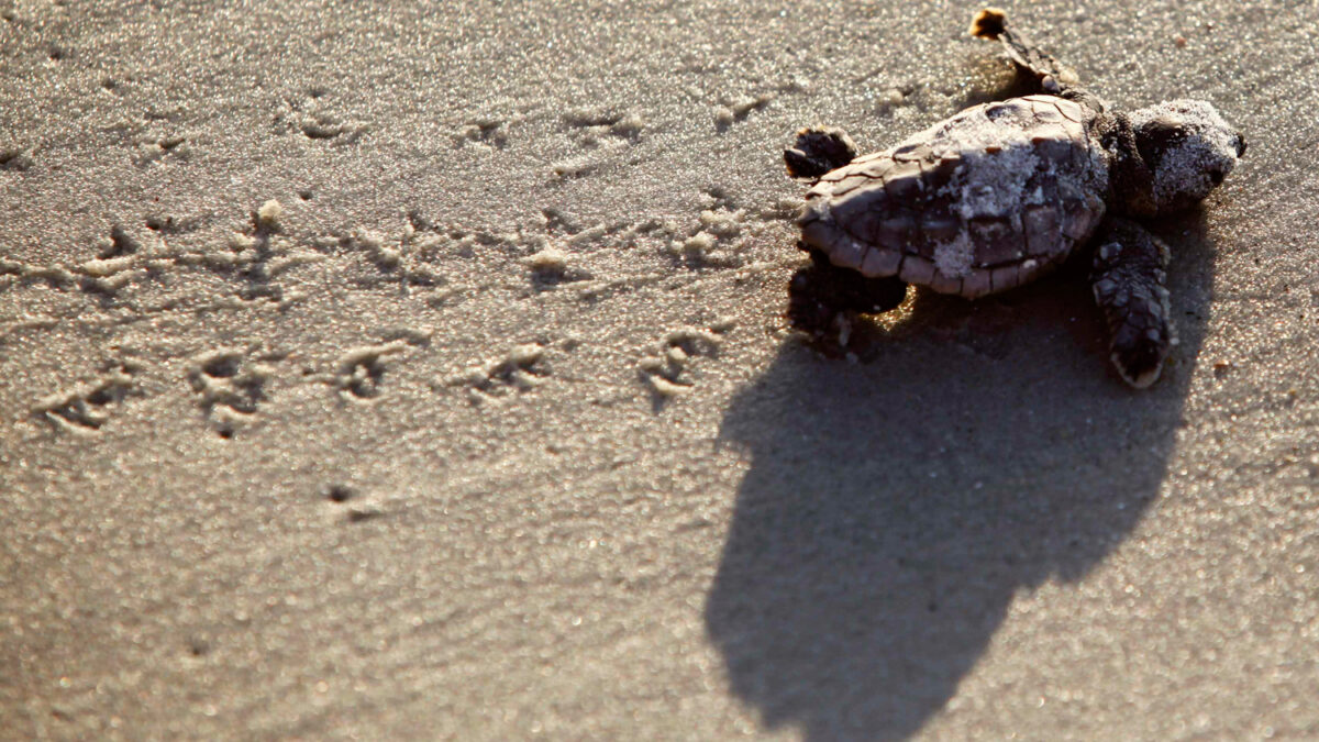 EE UU brinda protección a las tortugas bobas