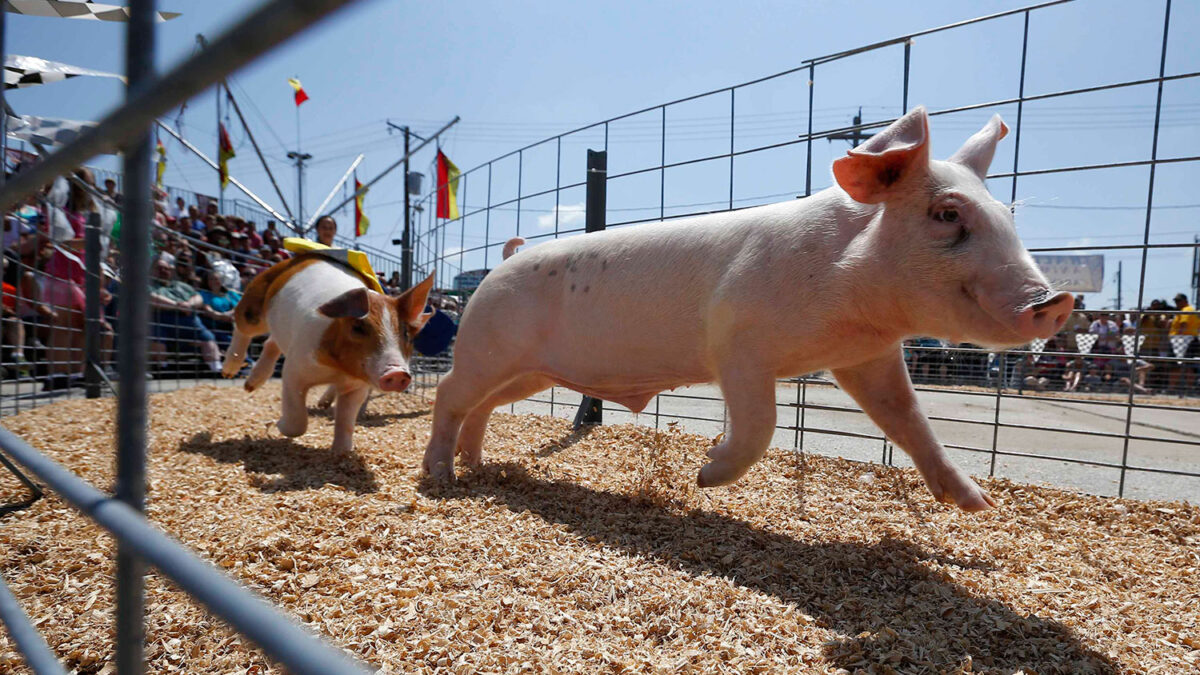 Carrera de cerdos en la Feria Estatal de Wisconsin