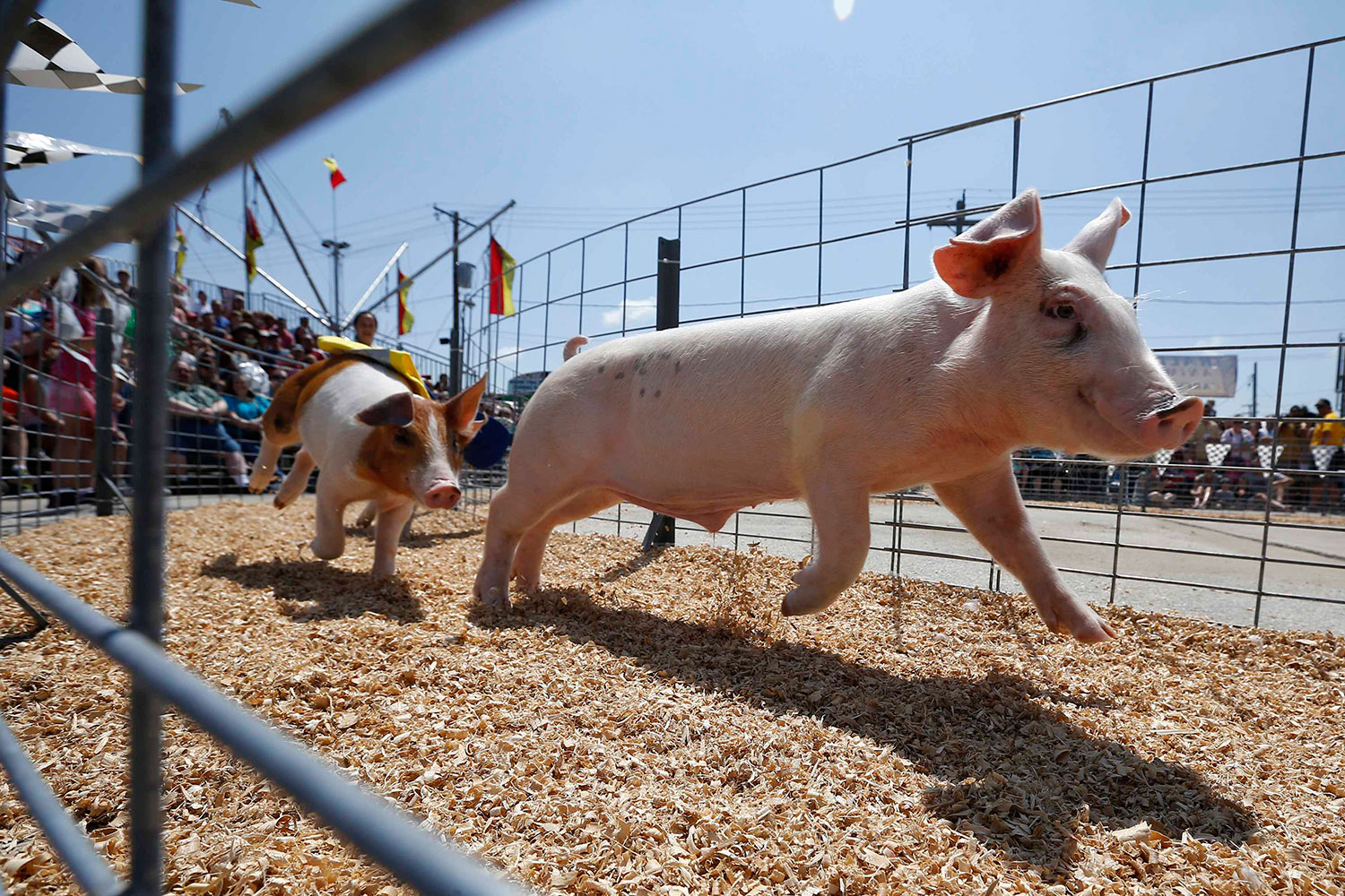 Carrera de cerdos en la Feria Estatal de Wisconsin