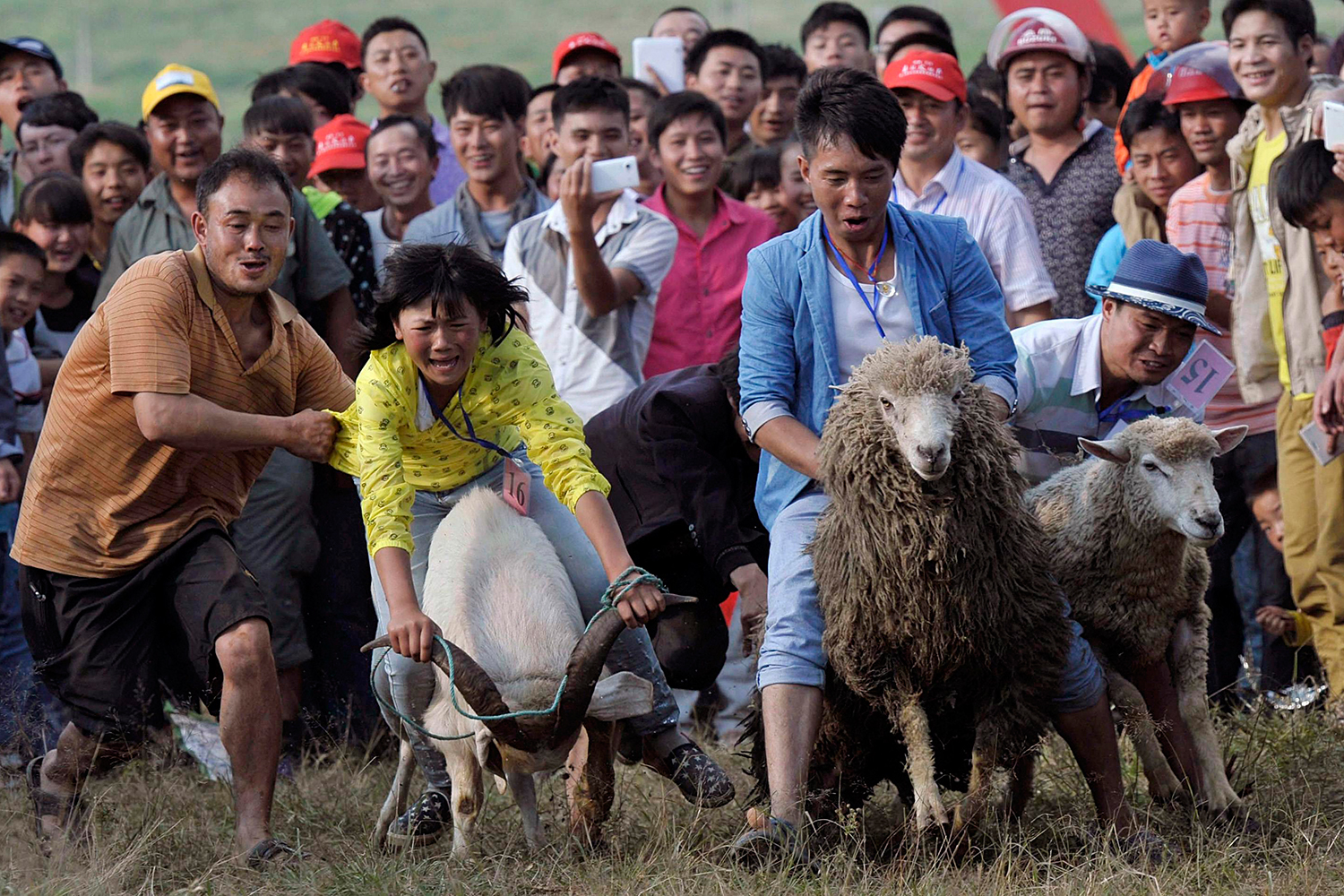 Carrera de cabras y ovejas en Fengshan