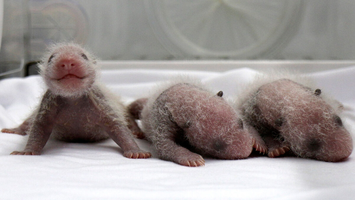 Trillizos de panda en el zoológico de Cantón