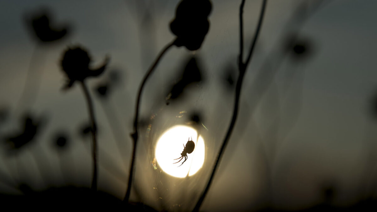 La vida en la ciudad está volviendo a las arañas más grandes y fértiles que las del campo