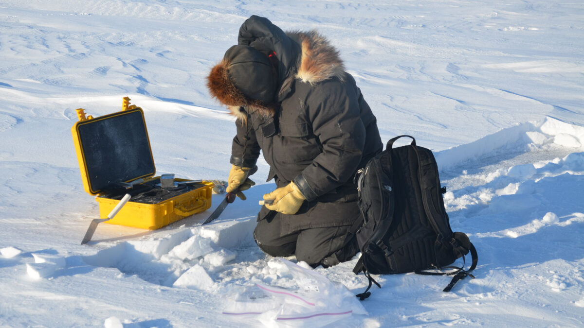 El aumento de un grado Celsius en el Antártico pone en peligro su ecosistema