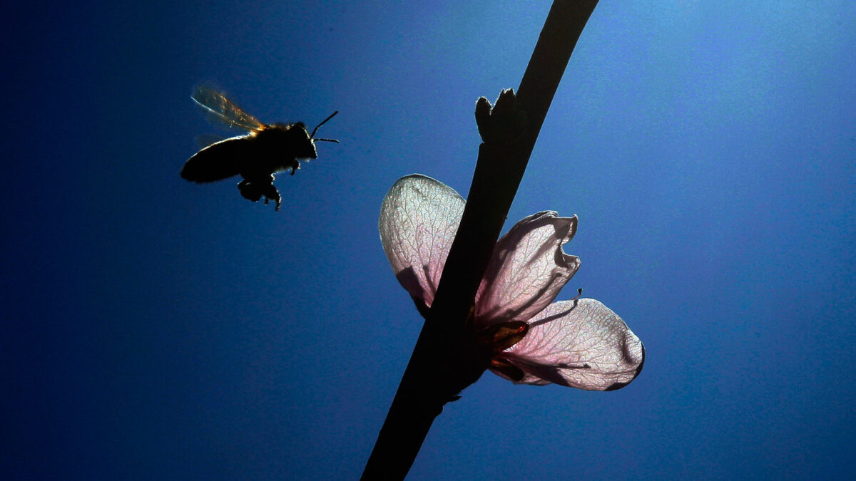 La abeja surgió en Asia y no en África