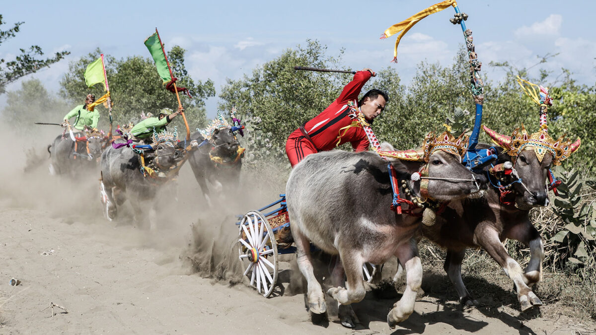 Carrera de búfálos de la ciudad de Negara, en Bali.