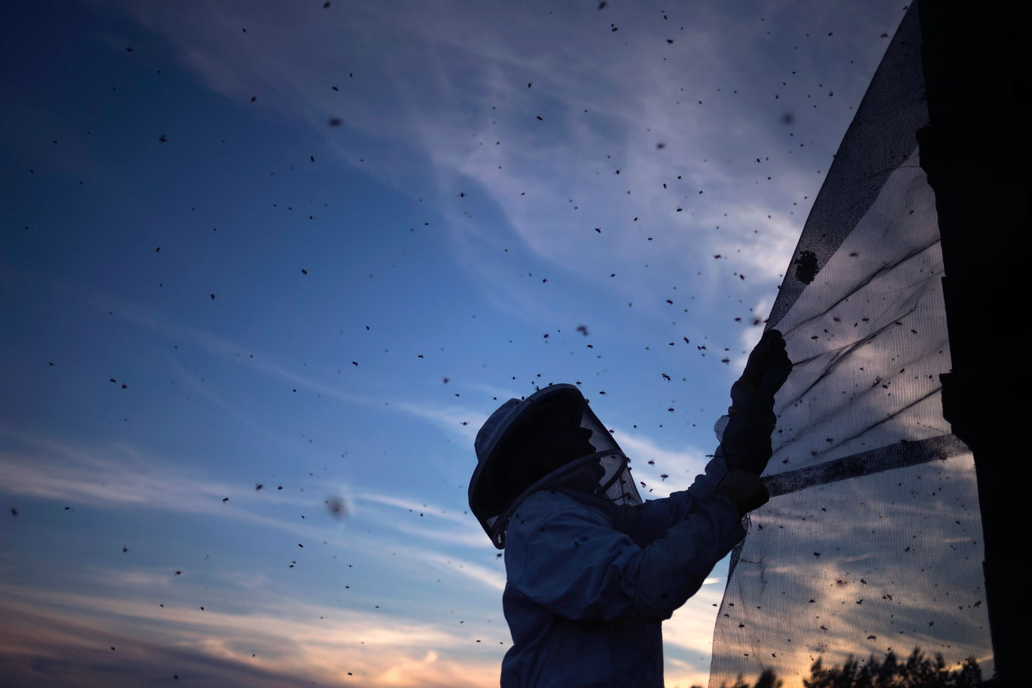 La avispa asiática ha atacado más de 20.000 colmenas de abejas en Galicia