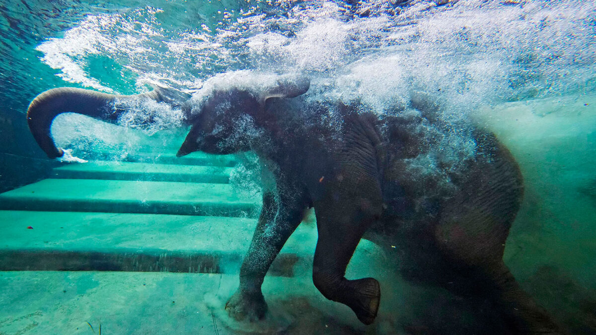 Los elefantes de Leizpig se bañan en us piscina privada, Ganesha Mandir