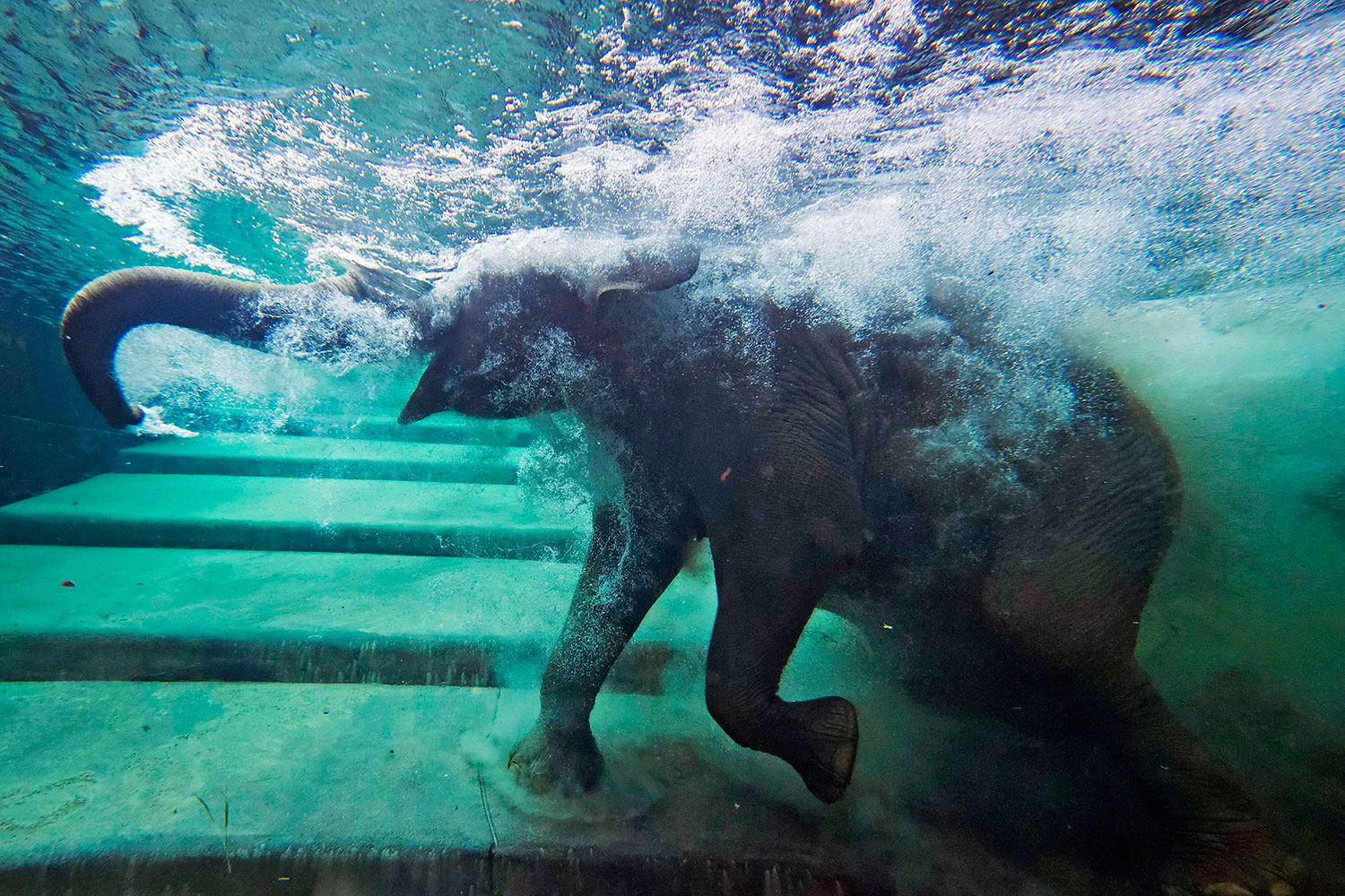 Los elefantes de Leizpig se bañan en us piscina privada, Ganesha Mandir