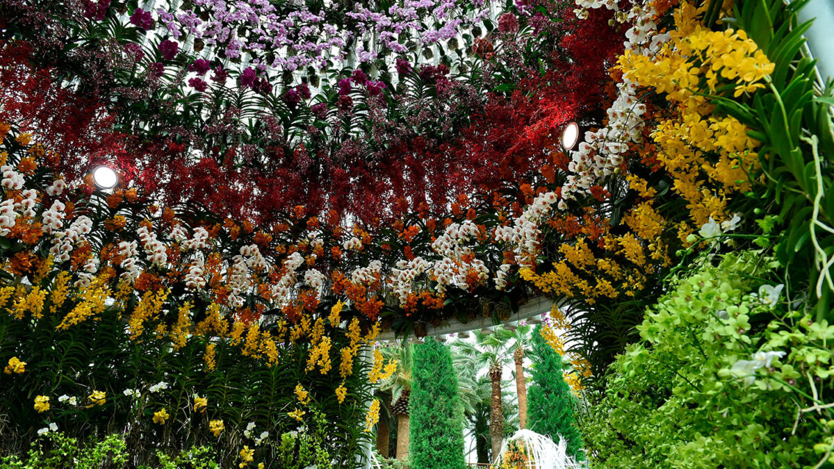 18.000 orquídeas se alzan con el galardón del Festival del Jardín de Singapur