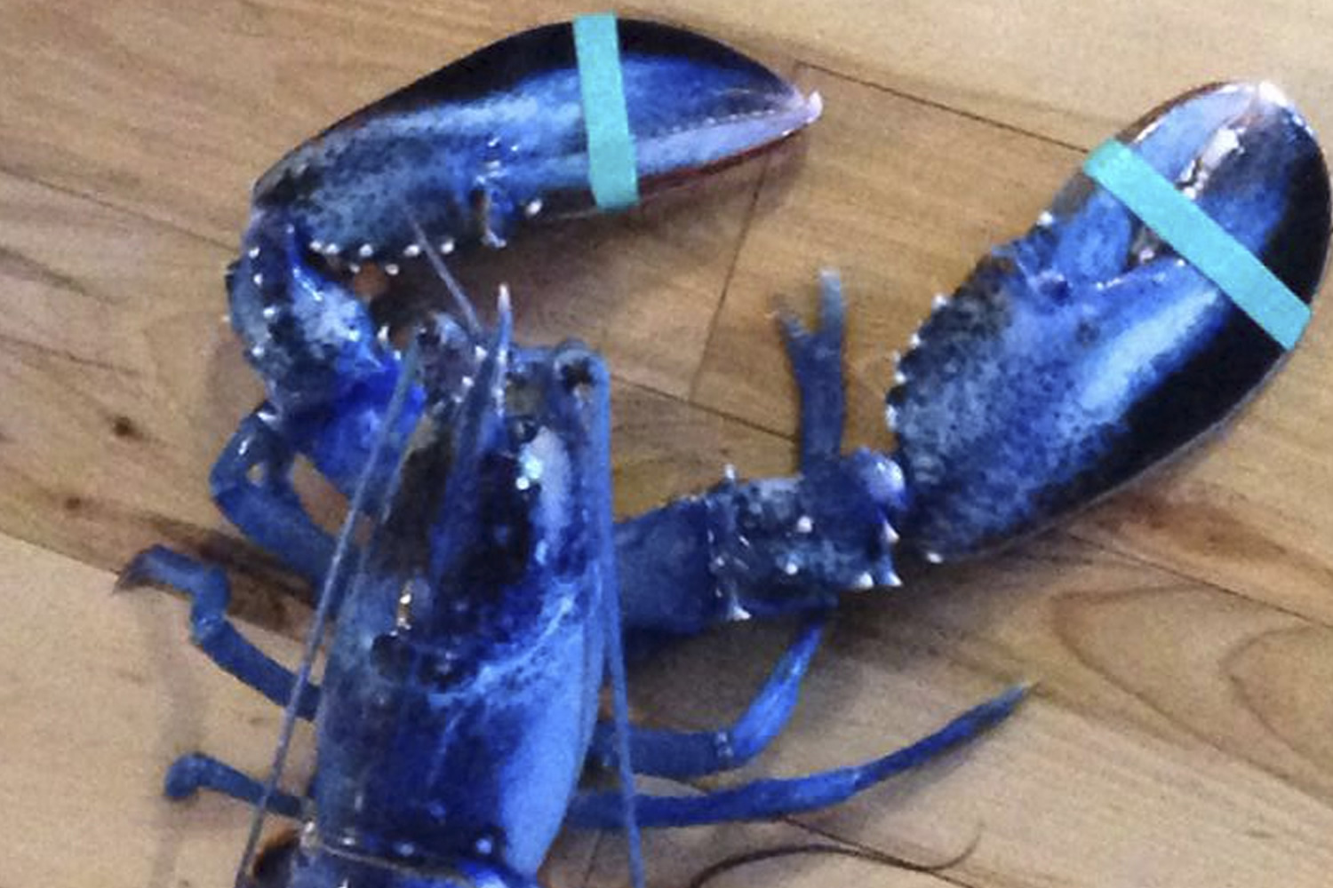 Capturan en Maine una extraña langosta de intenso color azul