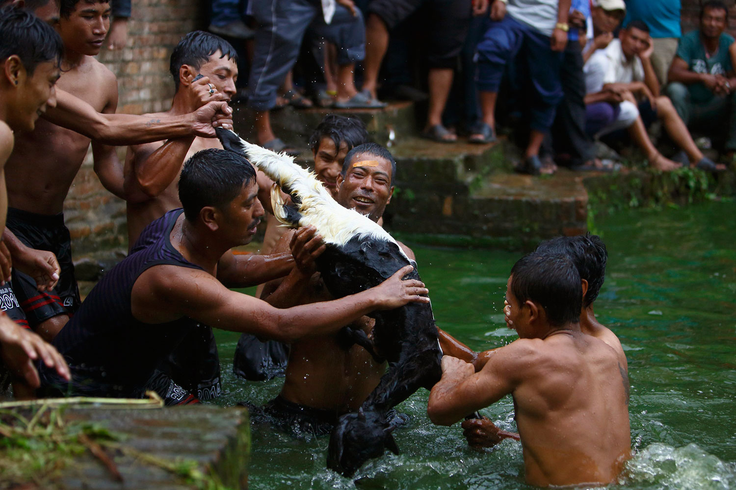 Los devotos compiten por rescatar al macho cabrió del estanque en el Festival Deopokhari