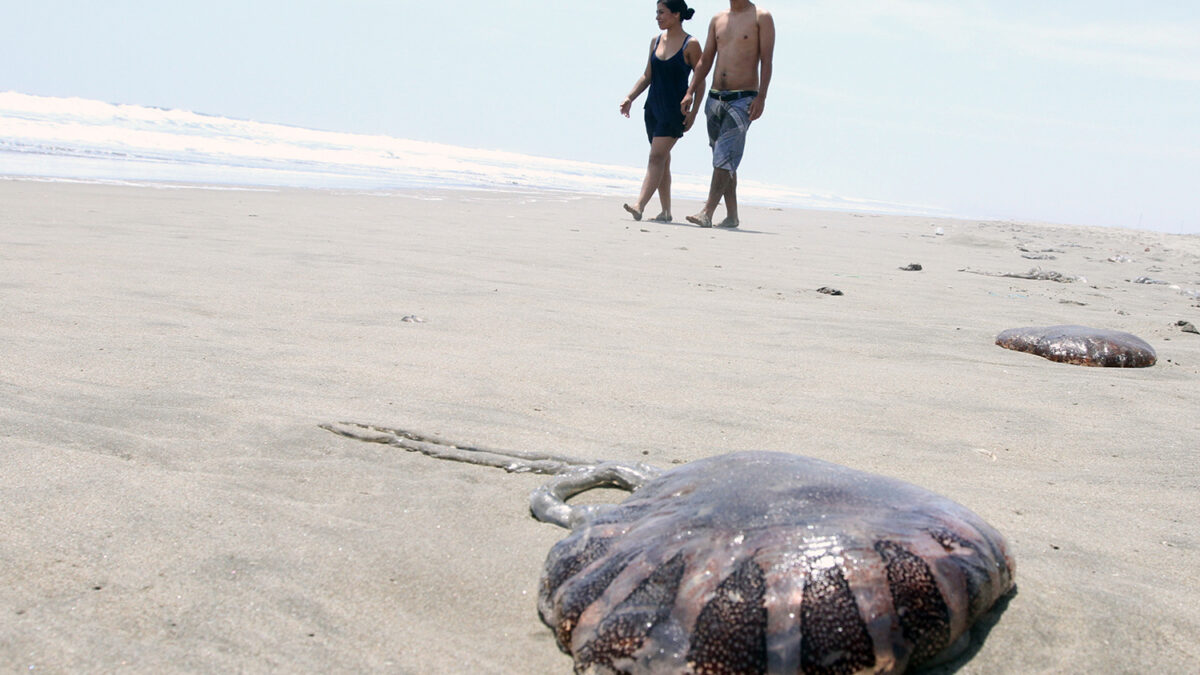 Un verano a salvo de medusas