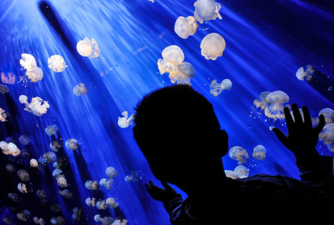Elaboran la primera base de datos mundial sobre registros de medusa, Jellyfish Database Initiative