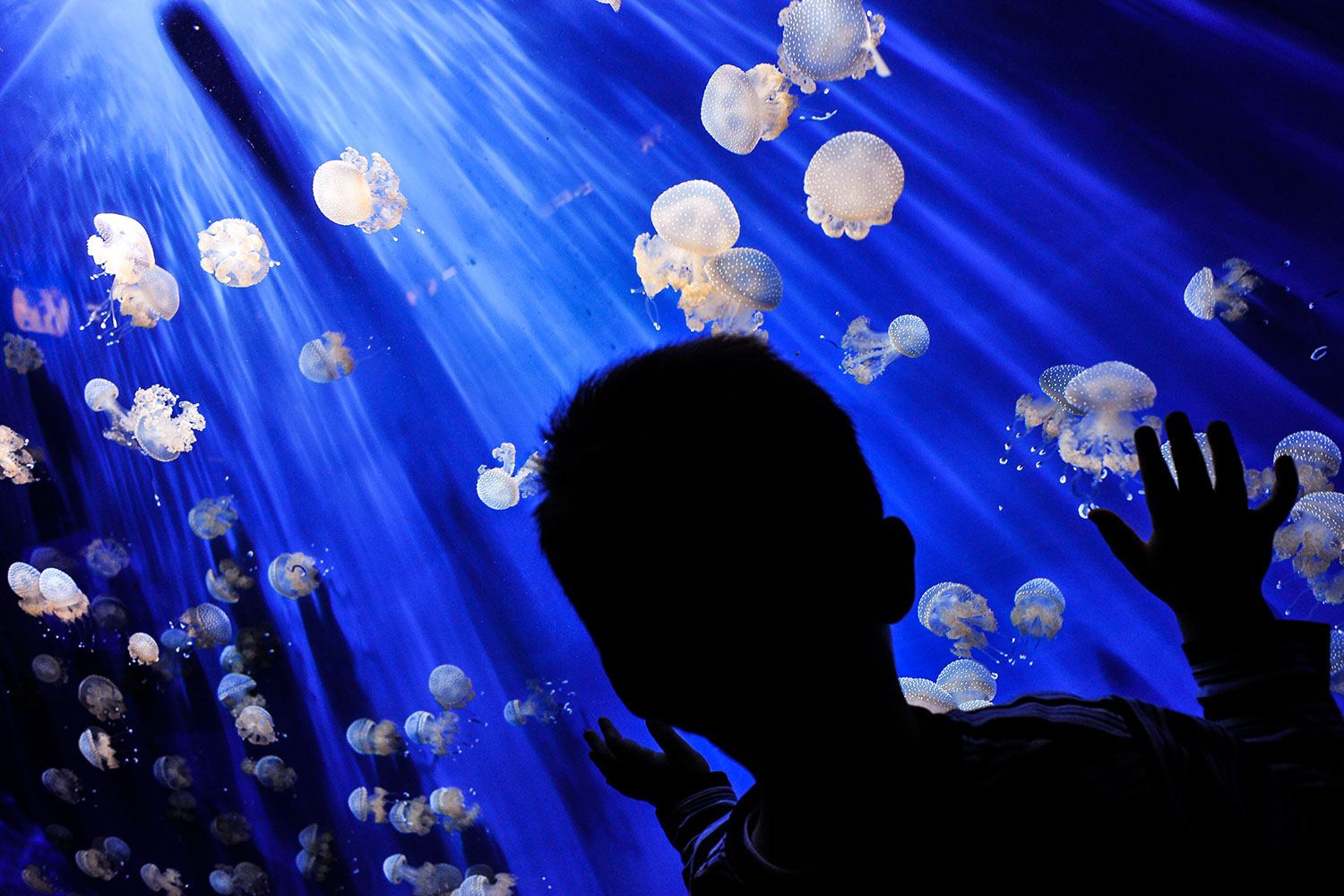 Elaboran la primera base de datos mundial sobre registros de medusa, Jellyfish Database Initiative