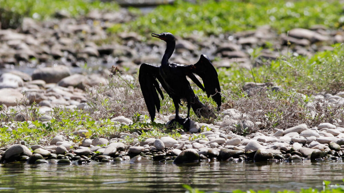 El río San Juan, negro de petróleo