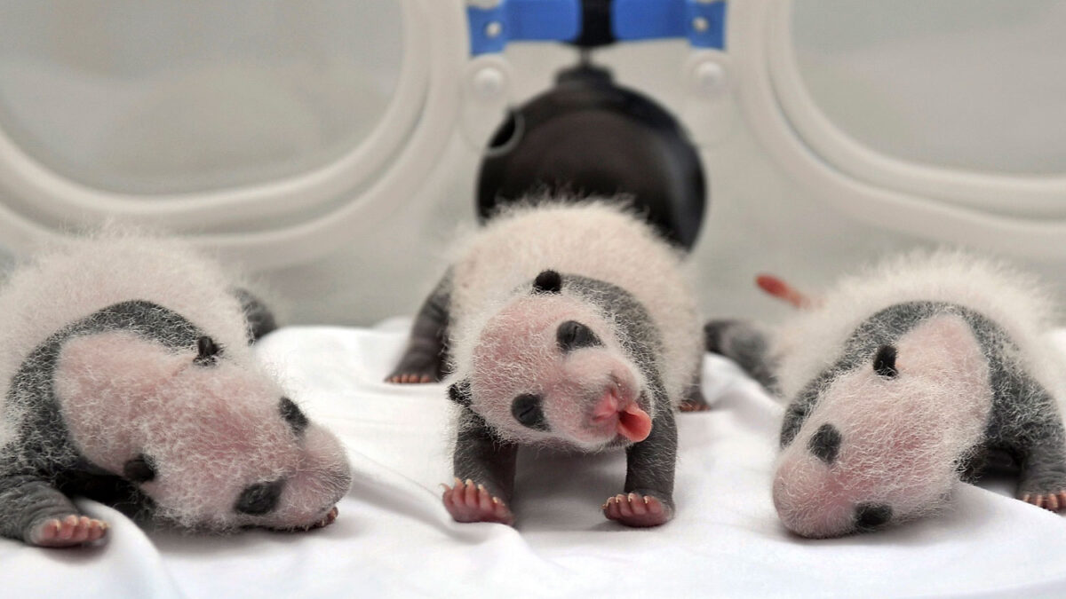 Nacen trillizos de panda en China