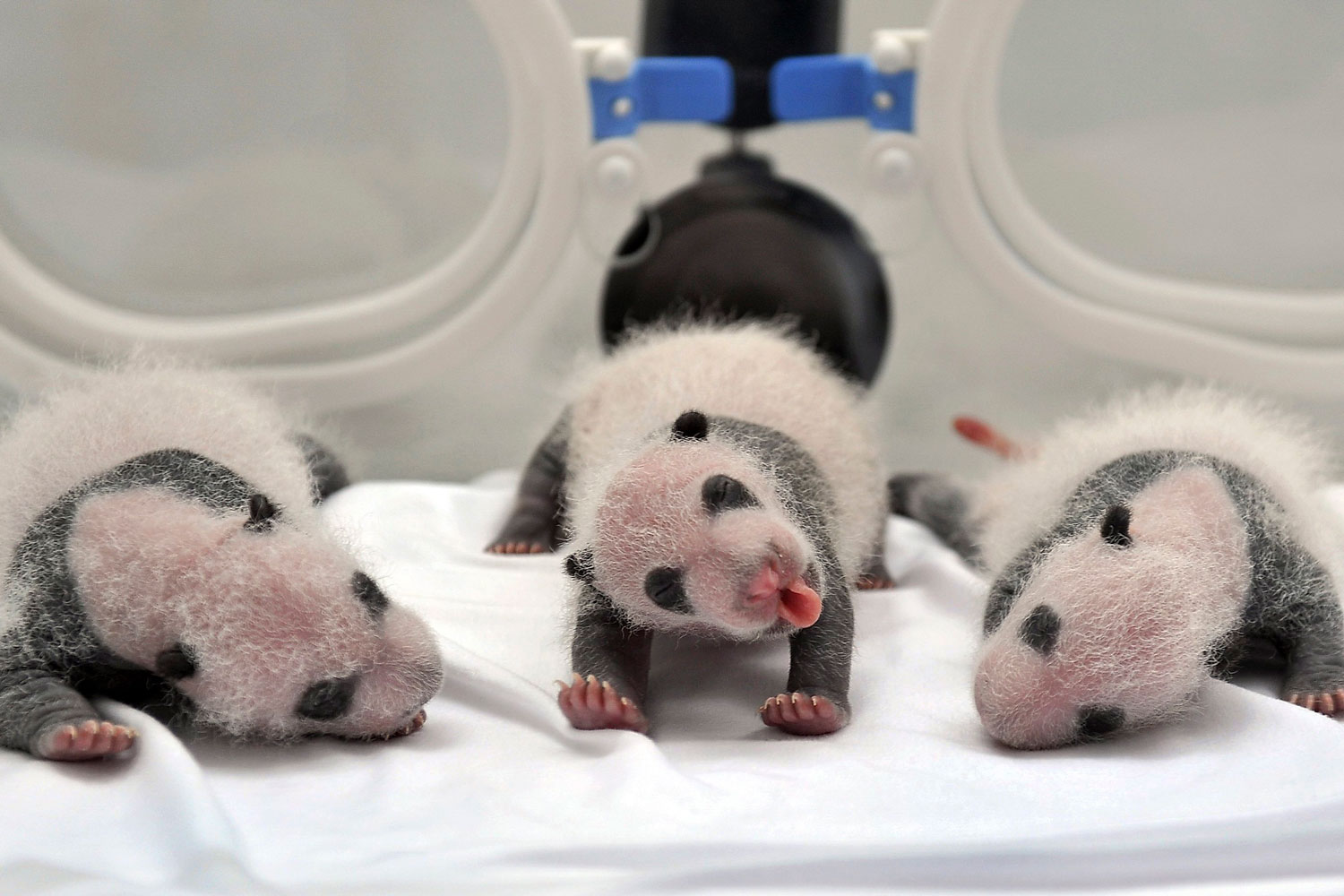 Nacen trillizos de panda en China