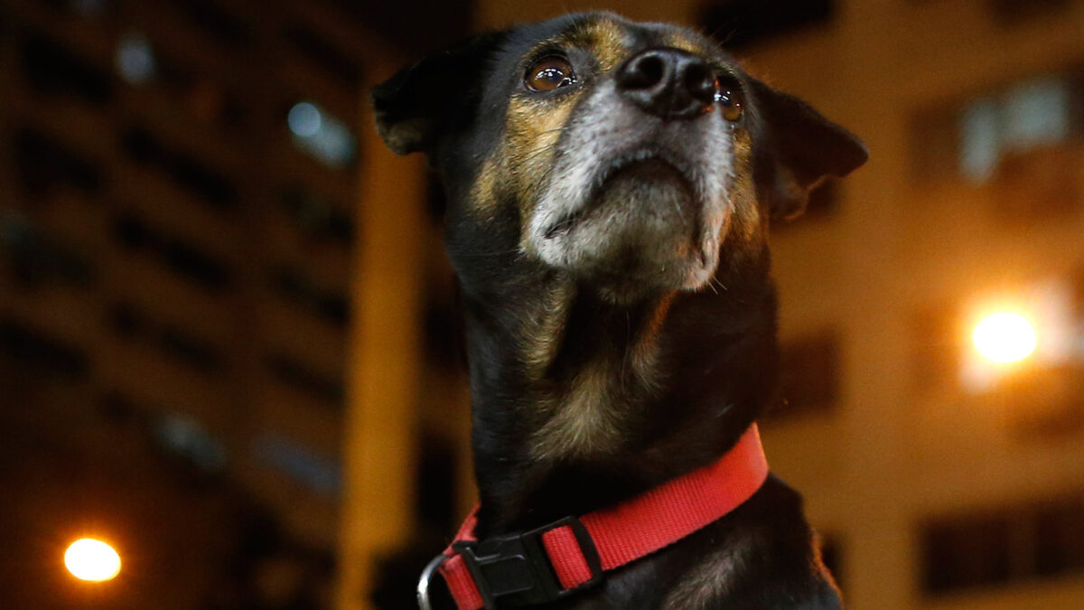 Medidas contra los «perros ruidosos» en Singapur