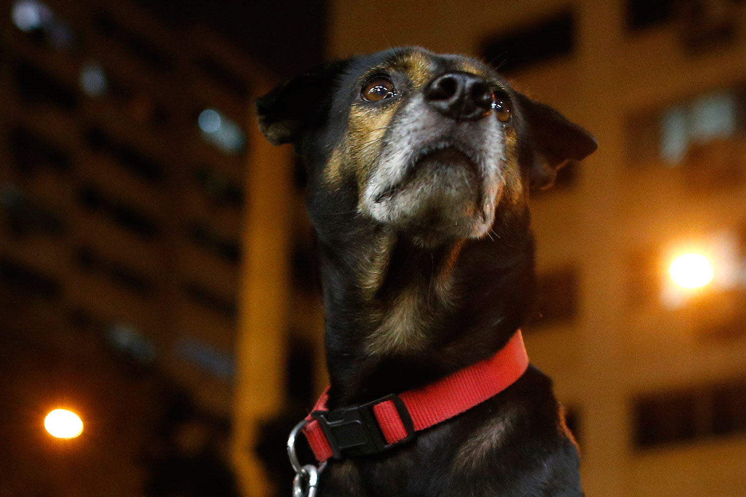 Medidas contra los «perros ruidosos» en Singapur