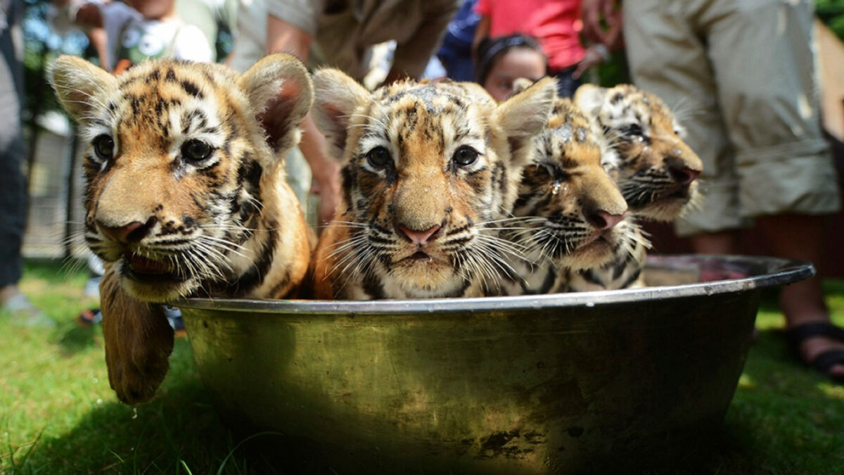 El Zoo de Yangzhou refresca a sus cachorros tigre.