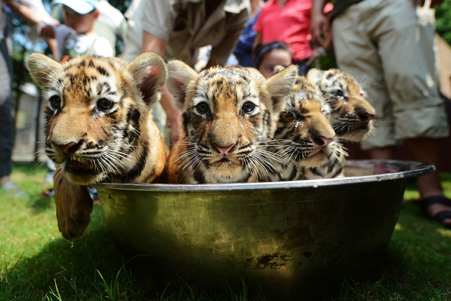 El Zoo de Yangzhou refresca a sus cachorros tigre.