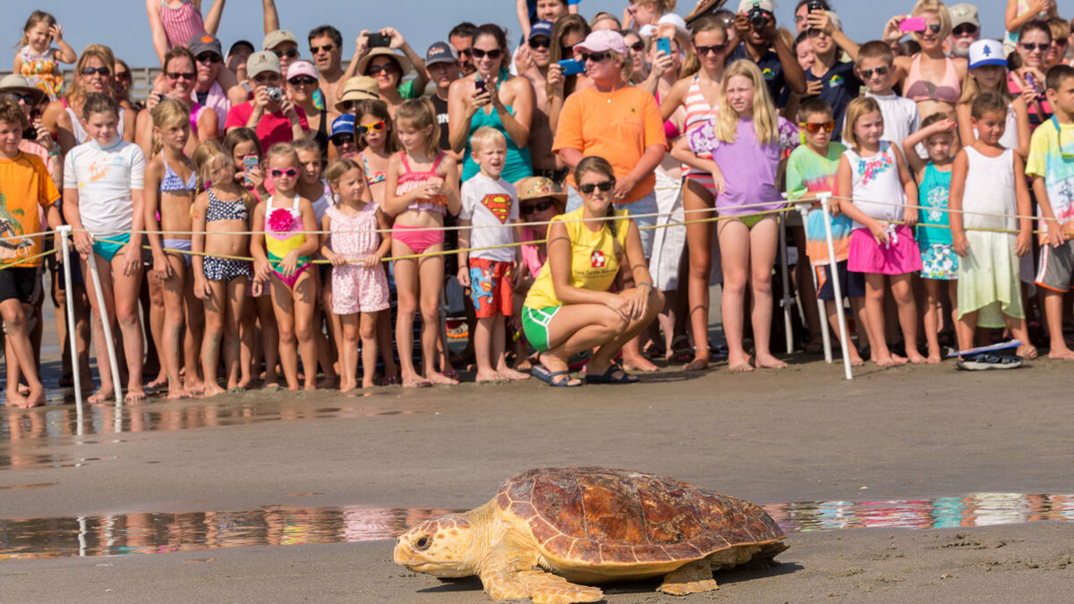 La tortuga Mitchell regresa al océano con sus compañeras de rehabilitación