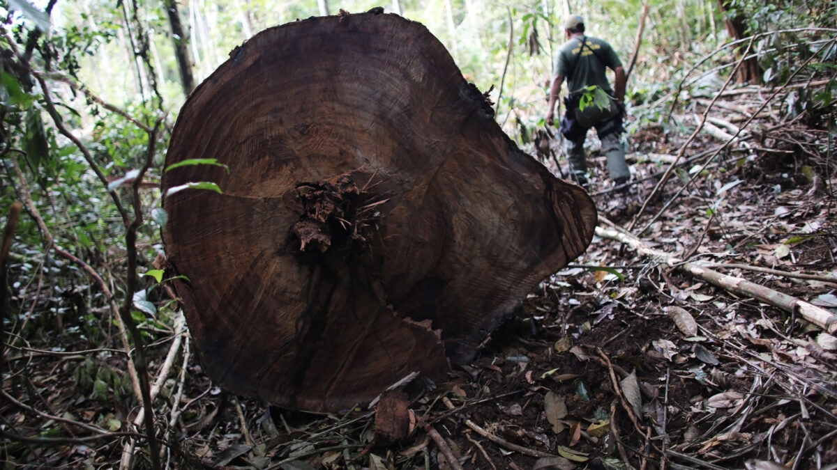 Brasil desmantela la mayor banda criminal de taladores de la selva amazónica