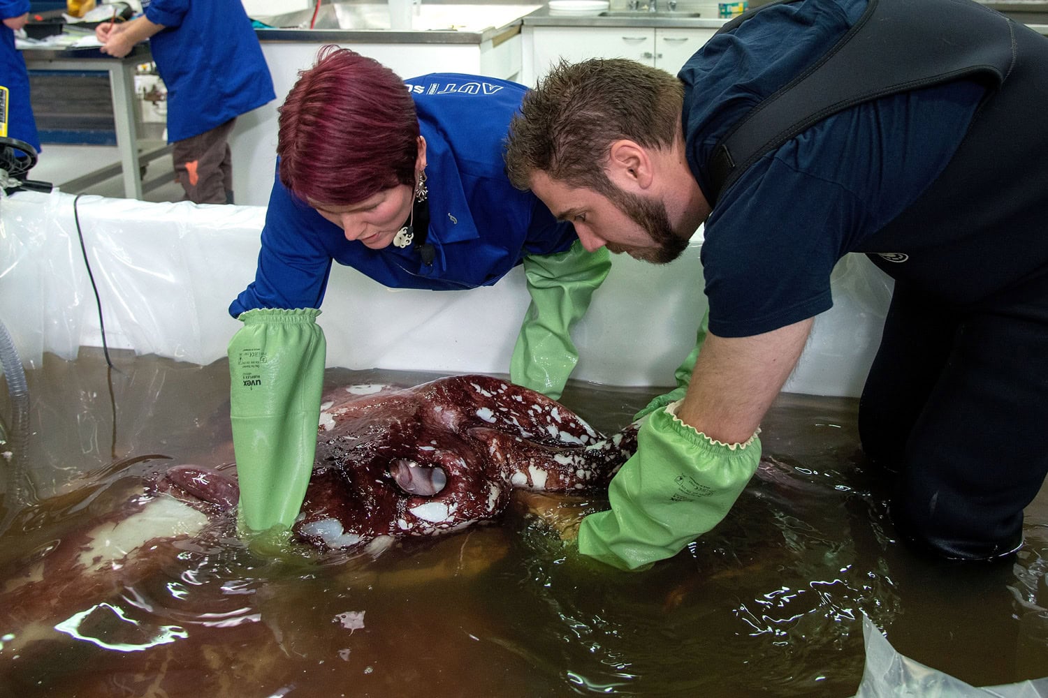 Le practican una autopsia a un calamar colosal de 350 kilos, 3 corazones y ojos gigantes