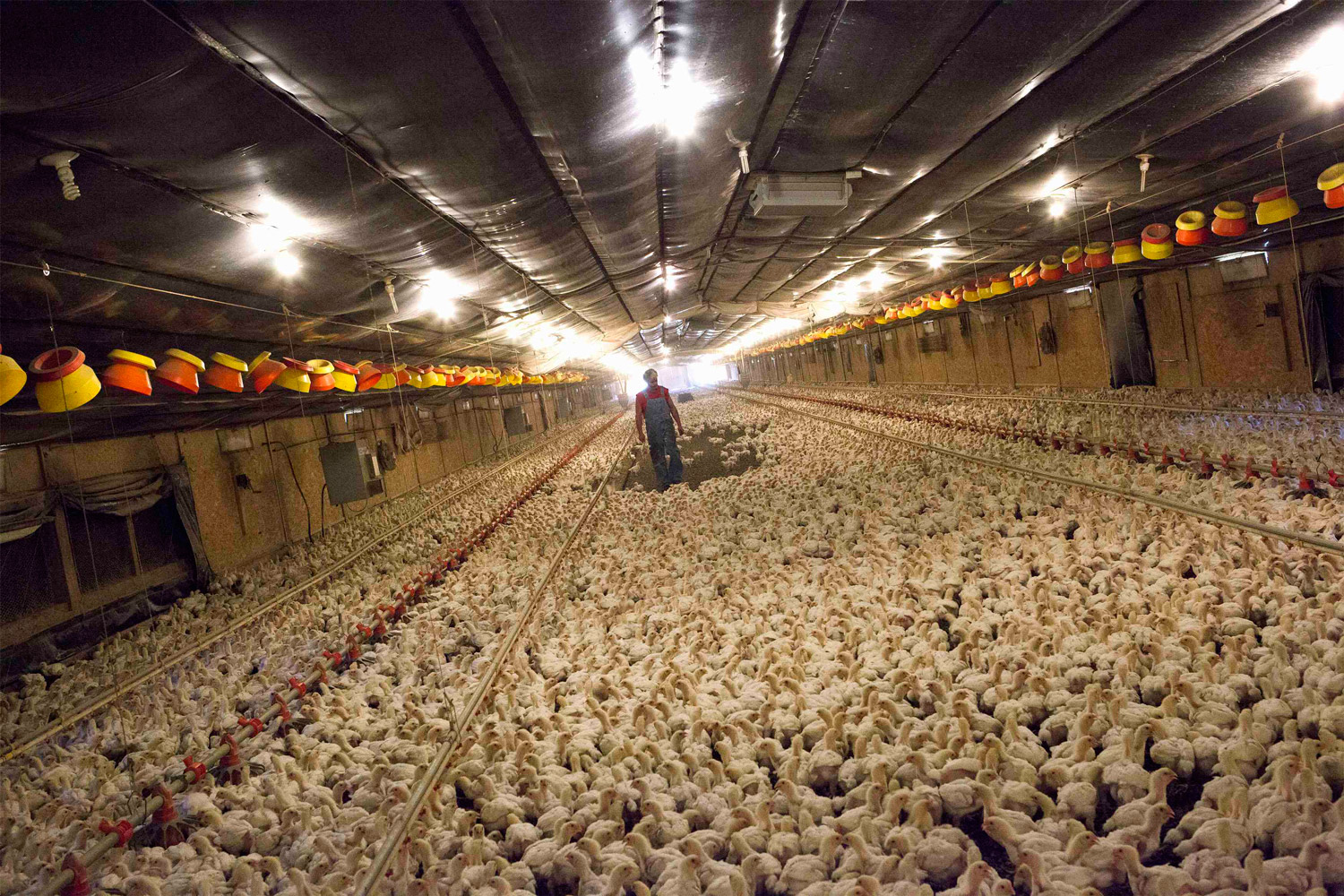 Sobredósis de antibióticos en las principales granjas avícolas de Estados Unidos