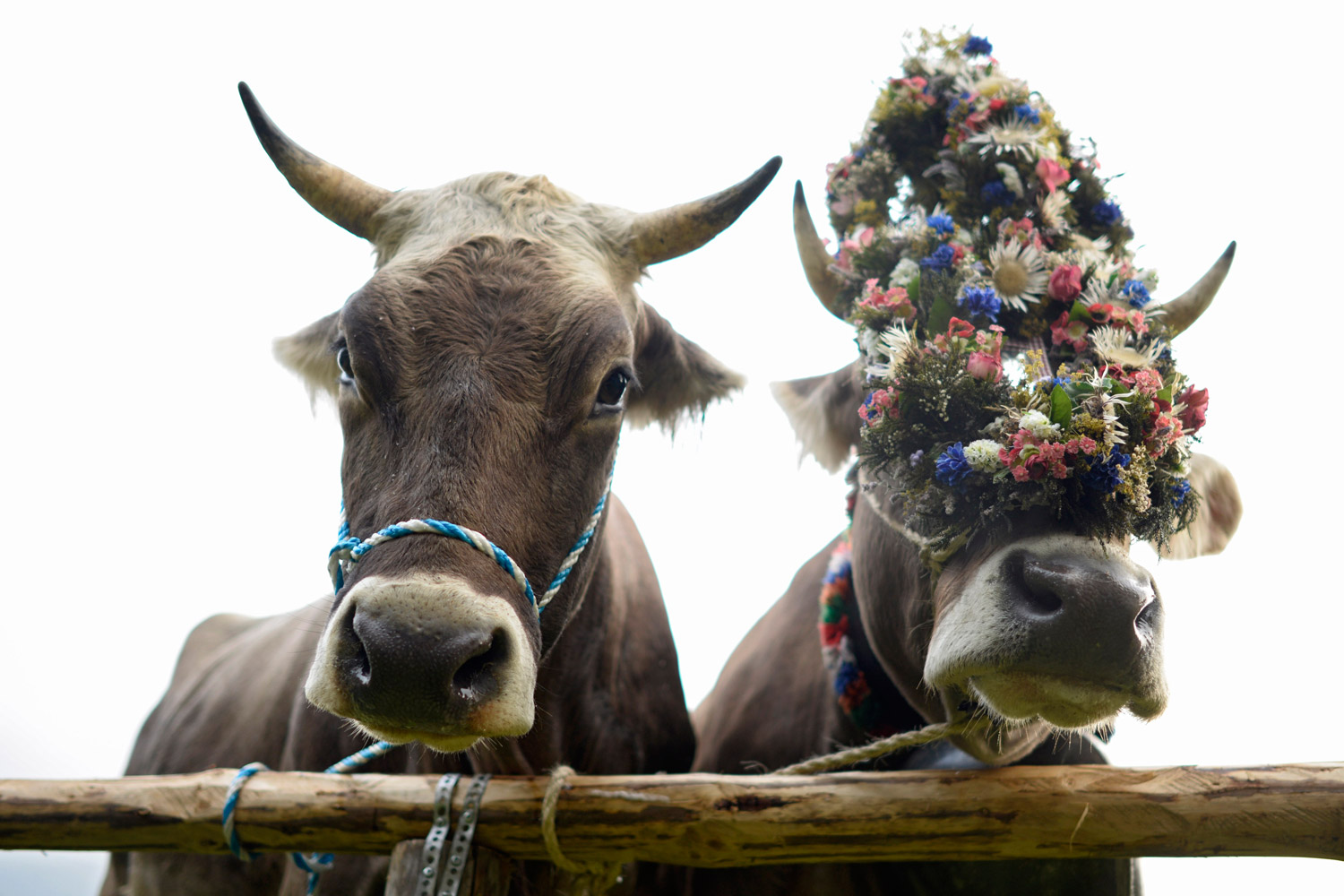 El ganado vuelve a las granjas tras pasar un verano en los prados de Baviera