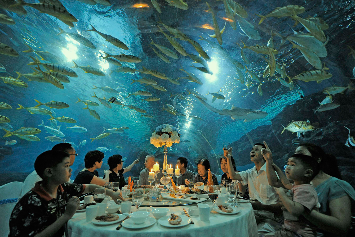 Cenas espectaculares en Tianjin Haichang Polar Ocean World.