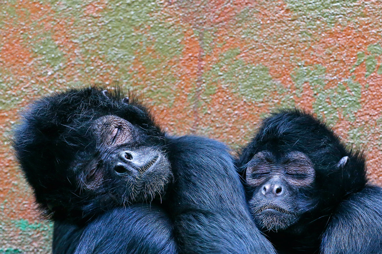 El estatus social cambia el cerebro de los primates.