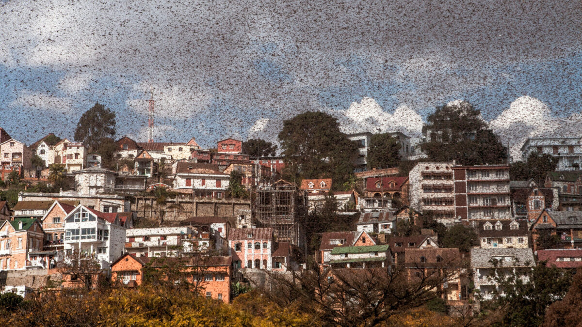 Millones de langostas invaden Madagascar