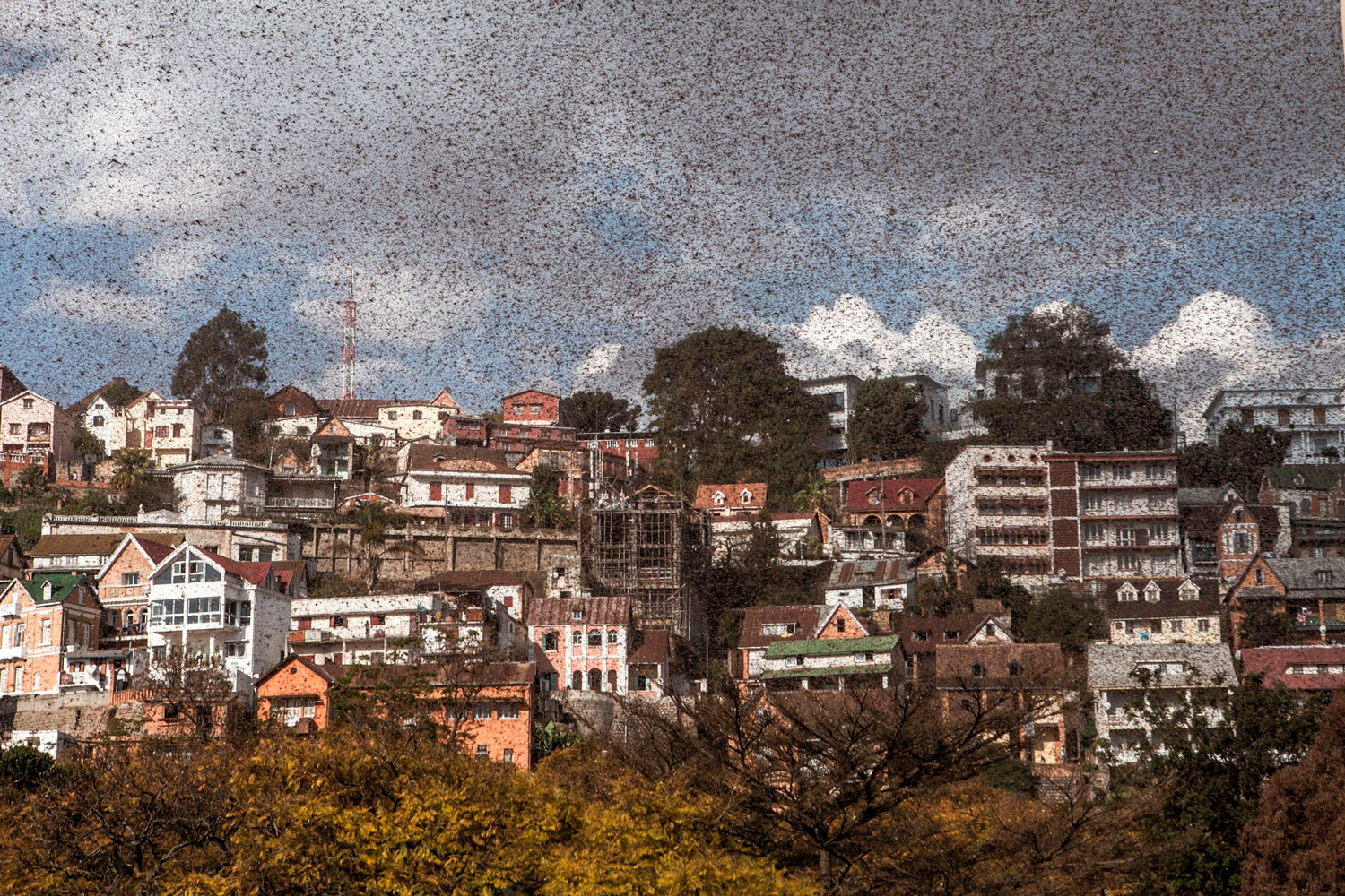 Millones de langostas invaden Madagascar