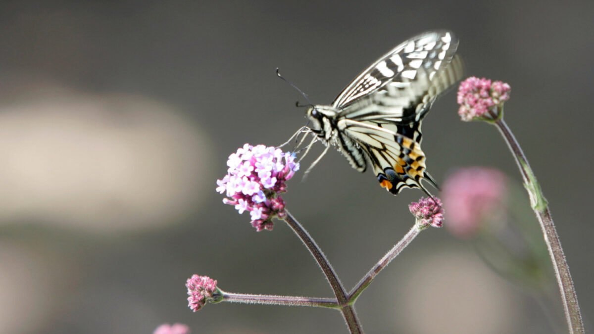 La radiación de Fukushima deteriora la salud de las mariposas