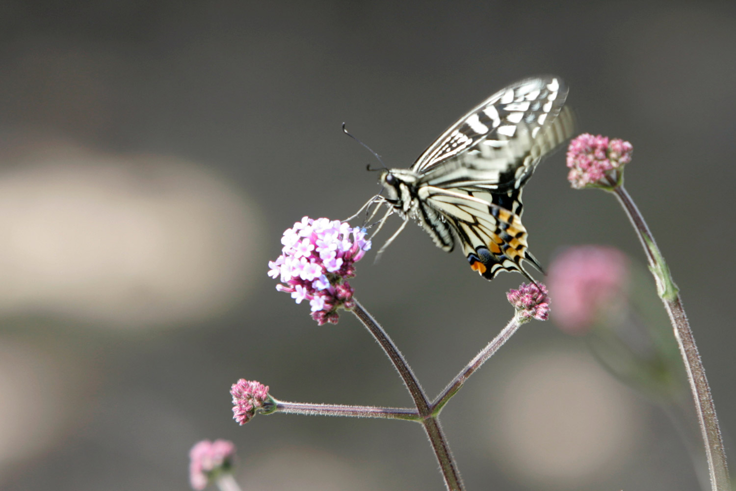 La radiación de Fukushima deteriora la salud de las mariposas