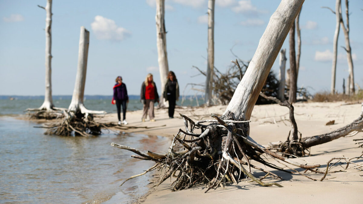 Un bosque fantasma en la Isla de Assateague