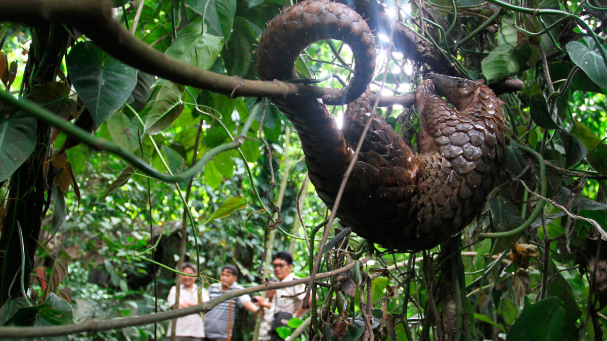 Crece la demanda de los pangolines en Asia para tratamientos de la piel. Los buscan en África