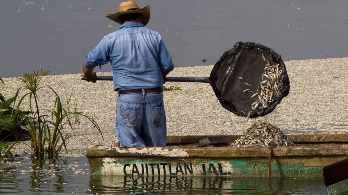 Mueren cientos de peces en un lago de México sin conocerse las causas