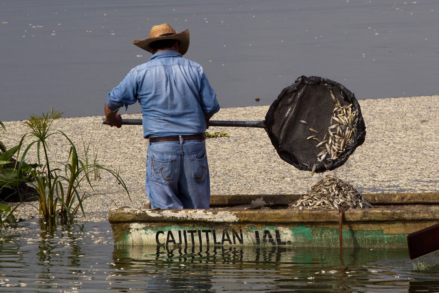 Mueren cientos de peces en un lago de México sin conocerse las causas