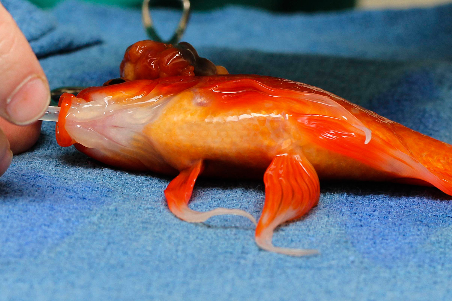 Operan con éxito de un tumor cerebral a un pez dorado en Australia