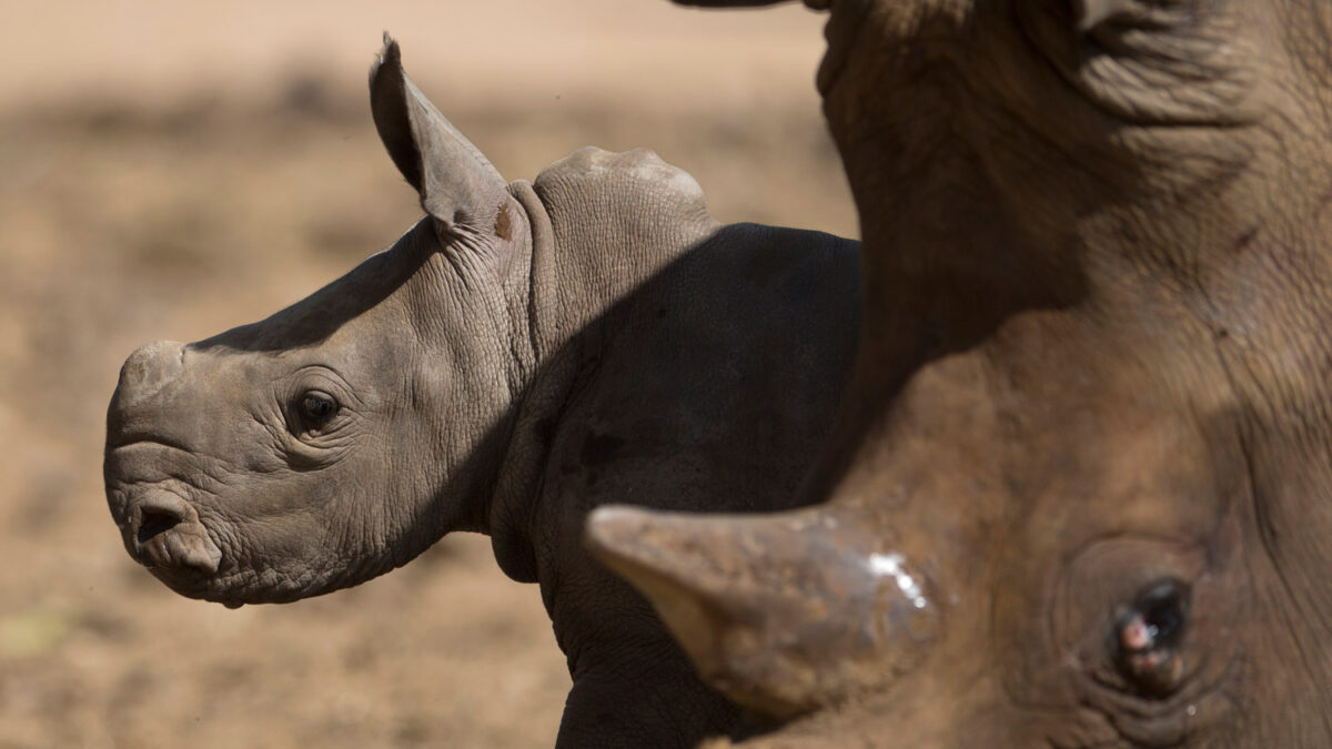 Nace una rinoceronte en un Safari de Tel Aviv. La primera cría en más de 20 años