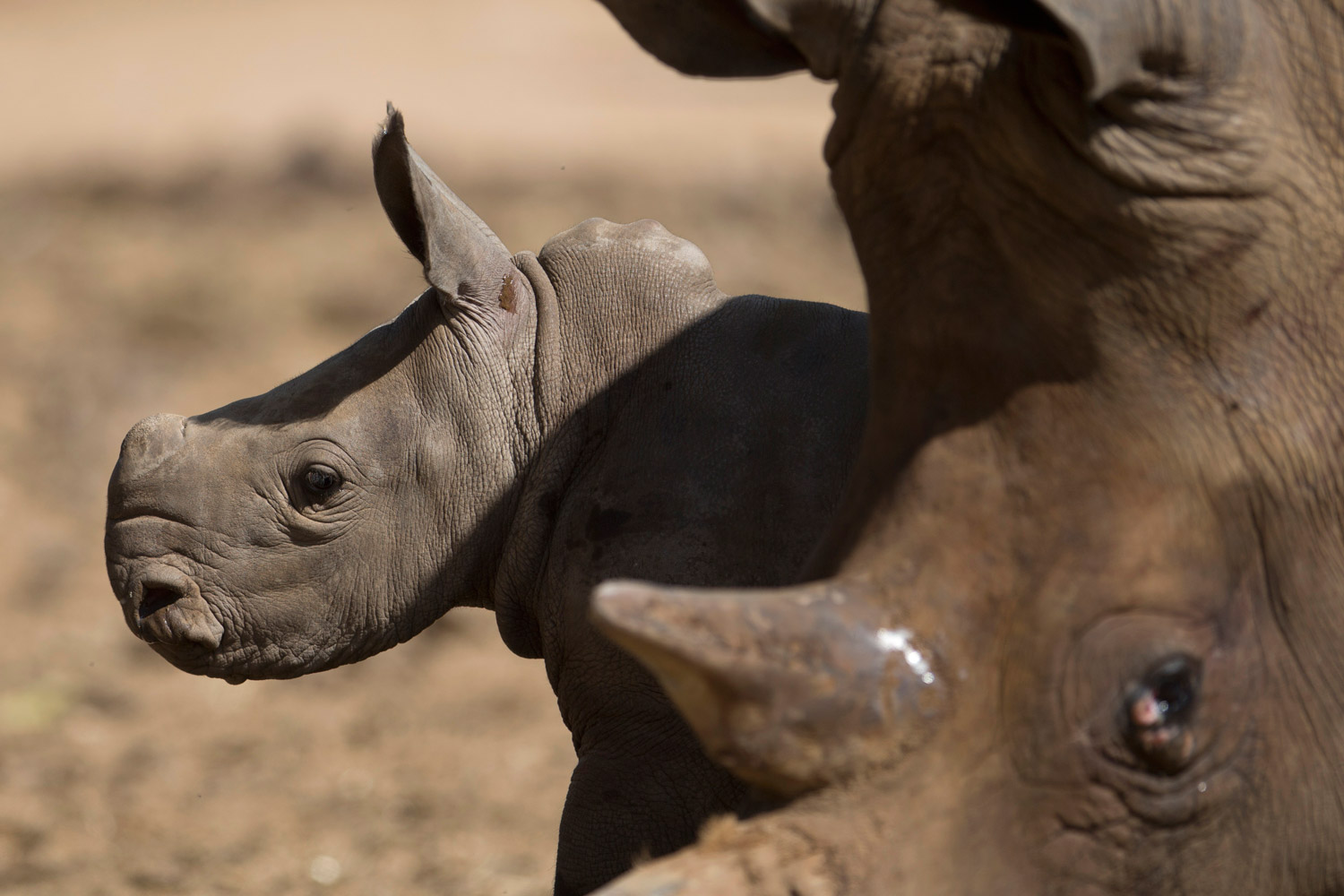 Nace una rinoceronte en un Safari de Tel Aviv. La primera cría en más de 20 años