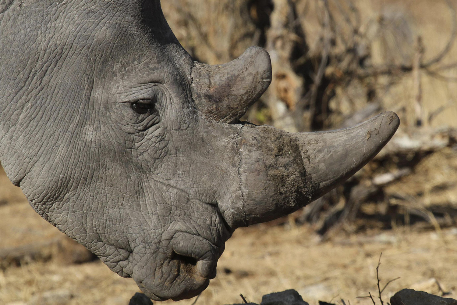 Muere uno de los siete rinocerontes blancos del norte que quedan en el mundo
