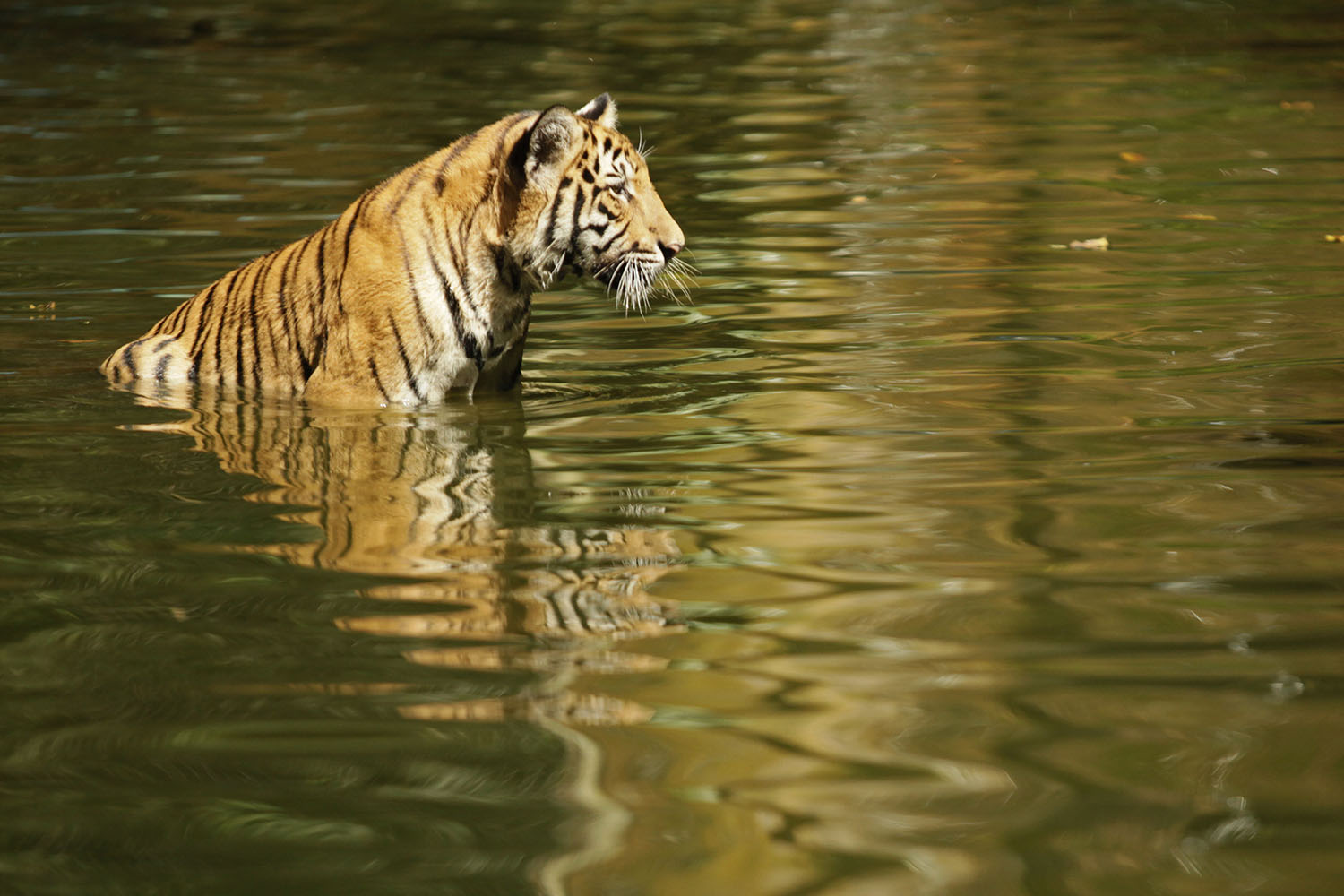 El emblemático tigre de Malasia, en peligro crítico de extinción.