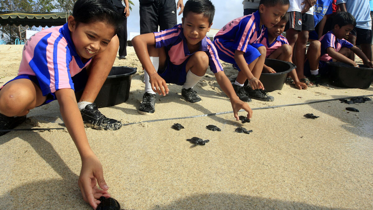 En busca de la libertad. Miles de tortugas bebés son liberadas en las playas de Bali.