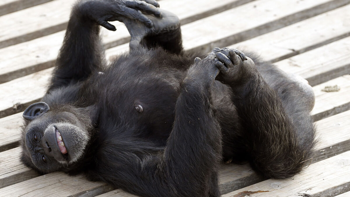 Corte en Nueva York analiza si un chimpancé tiene derechos como un humano